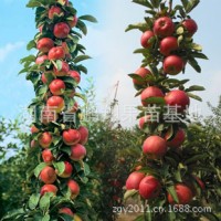 南方水果树苗木 柱状苹果树苗- 润太一号苹果苗 柱状苹果苗批发