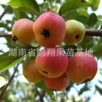 湖南苹果树苗木 嫁接苗长寿果苗 可盆栽小苹果苗批发 味甜