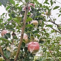 汶泽基地苹果树苗红富士烟富3号苹果苗南方北方种植当年结果树苗