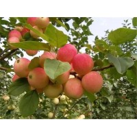 嫁接红星苹果苗基地批发 成熟早甜度高红星苹果苗