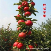 基地批发果苗果树苗木苹果苗柱状苹果树苗嫁接苹果苗南北方栽植