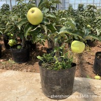 基地批发苹果树盆栽阳台盆栽室内盆栽南北方栽植