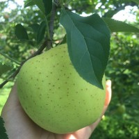 湖南果树苗澳洲青苹果苗嫁接水果苗苹果苗木批发湖南益阳产地