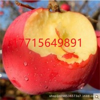 可盆栽地载果树苗 南北方嫁接新品种 巨森苹果树苗洛川苹果树苗