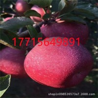 嫁接富佳苹果树苗红富士南北方种植果树苗庭院盆栽矮化青苹果树苗
