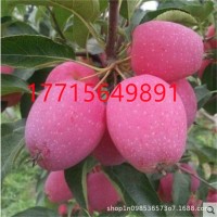 东北耐寒鸡心果苗南方北方四季种植鸡心果树苗盆栽地栽矮化苹果苗