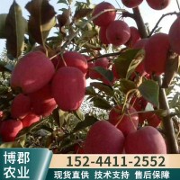 基地出售矮化鸡心果苗 带土球鸡心小苹果苗 2年鸡心果树苗