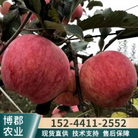 基地出售水蜜桃苹果苗 鲁利苹果苗 嫁接苹果树包成活率死苗补发