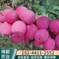 基地出售抗寒果树品种 2年鸡心果树 锦绣海棠果树 鸡心小苹果树