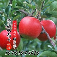 苹果树苗木南北方种植 当年结果 嫁接红富士树苗 果树苗