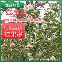 金冠嫁接苹果树苗 南北方庭院果树苗地批发红富士苹果矮化树苗