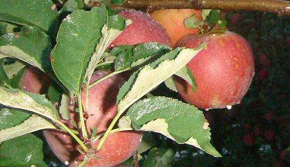 微信截图_20230606161033