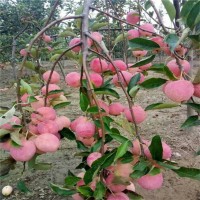 现挖现卖规格多样响富苹果苗 基地出售规格多样烟富系列苹果苗