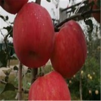 山东2001苹果树种植基地 2001苹果树品种介绍苹果树批发价格