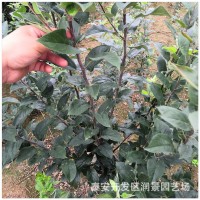 一年嫁接苹果树苗价格 根系发达 南北方种植 出售1公分苹果树苗