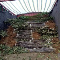 出售苹果树苗 红富士苹果树苗 1公分2公分3公分苹果树苗价格