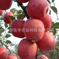 红富士 红将军 红星苹果苗品种多 嫁接苗木 丰产 苗圃现货