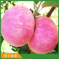 众成一号苹果苗 烟富8号苹果苗红富士苹果苗 维纳斯黄金苹果苗