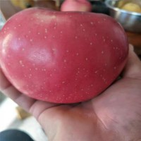 红肉苹果树苗农户自产自销 根茎发达苹果树苗 当年结果苹果树苗