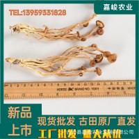 福建茶树菇古田特产农家500g茶树菇不开伞茶薪菇干货批发产地直发