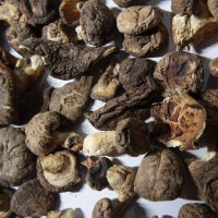 小香菇未剪腿带脚菇西峡农家特产菇香浓郁干货产地直销厂商适用