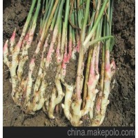 新鲜生姜江永香姜 嫩姜 湖南生姜 新鲜蔬菜