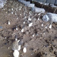 羊肚菌菌种批发 存活率高一件代发菌菇种苗 厂家货源种植菌苗菌种