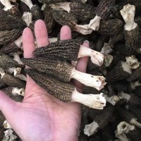 2022云南特产带脚羊肚菌1000g批发5-7cm带柄羊肚菌山珍菌菇干货
