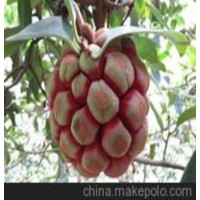 高产菠萝葡萄（布福娜）果苗批发