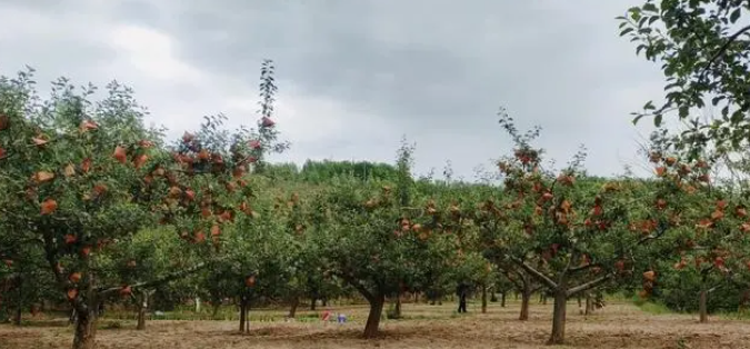 微信截图_20230620143341