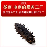 大连纯淡干海参干货批发大连特产非礼盒干制辽参水产大连海参