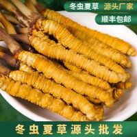 冬虫夏草头期 干货虫草冬虫夏草正品 大量批发一手货源