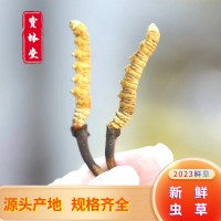 宝林堂2023新鲜冬虫夏草无断草 多规格冬虫夏草礼盒装鲜虫草批发