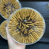 顾源堂 西藏那曲全规格断草 高海拔冬虫夏草 无牙签断草