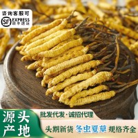 西藏那曲冬虫夏草冻干虫草肉批发规格齐全可礼盒装一件代发冬虫草