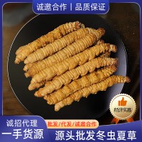 厂家批发 冬虫夏草 全虫 断草大量批发一手足干新货直供各种规格