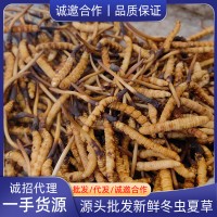 2023新鲜冬虫夏草虫草正品新鲜虫草大量批发冷链运输鲜草批发