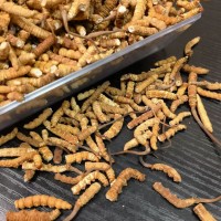 冬虫夏草冻干断草批发高品质断草新鲜冬虫夏草批发规格全批发代发