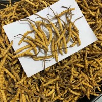 冻干冬虫夏草批发规格齐全虫草批发虫草礼盒批发断草礼盒批发代发