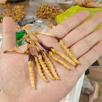 2023年新鲜虫草西藏新鲜冬虫夏草批发高海拔鲜冬虫草顺丰包邮代发