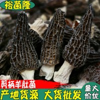 【裕菌隆】 美味羊肚菌 剪柄酒店干羊肚菌 云南山珍菌菇产地批发