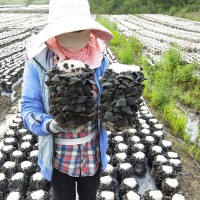 黑木耳500g东北木耳干货特产黑山菜无根无筋散货木耳食用菌批发