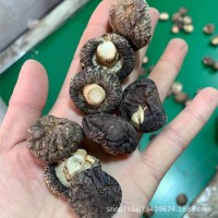 干香菇2023新货香菇干货产地直供农户种植烘干蘑菇2.5～3cm