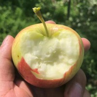 苹果嘎啦苹果水果新鲜苹果应季带箱5斤当季整箱红富士丑果代发