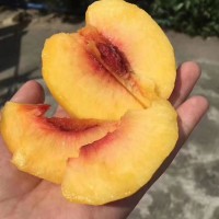 桃子毛黄桃黄毛桃非油桃血桃新鲜孕妇水果锦香锦绣黄桃代发批发