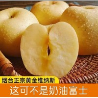 山东烟台维纳斯黄金苹果新鲜现摘脆甜多汁非奶油富士苹果批发代发