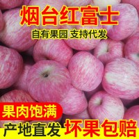 山东烟台栖霞红富士苹果水果批发新鲜脆甜多汁红富士礼盒一件代发