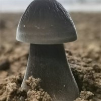 联盛 河北黑皮鸡枞菌厂家 食用黑皮鸡枞菌 欢迎选购