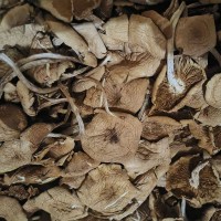 福建古田开伞茶树菇 食用菌干货特产 火锅煲汤材料500g厂家批发
