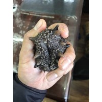 即食海参批发 大连工厂直供大连海参辽参非海参500g刺参